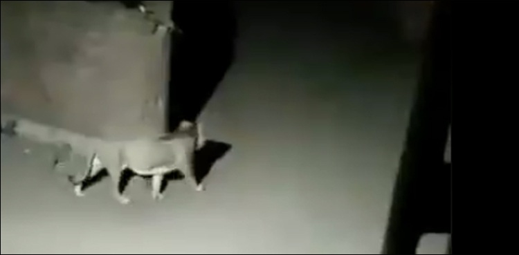 وبا کی وجہ سے خالی سڑکوں پر شیر نکل آیا