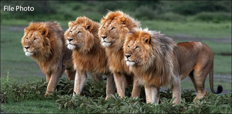 ناکافی وسائل کی وجہ سے سفاری پارک کے 14 شیر فروخت کردیے گئے
