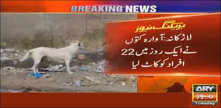 لاڑکانہ، آوارہ کتوں نے ایک روز میں 22 افراد کو کاٹ لیا
