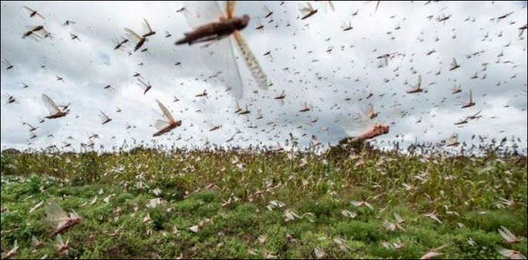 ٹڈی دل سے متاثرہ علاقوں میں اسپرے کا آغاز