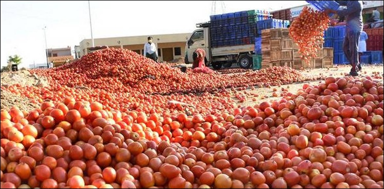 ایک روپے کلو ٹماٹر، کاشت کاروں نے سیکڑوں ٹن سڑک پر پھینک دیے