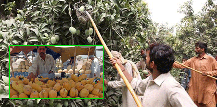 مینکے، مانگا اور مینگو