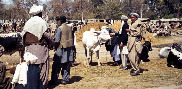 سندھ حکومت نے عید الاضحیٰ پر مویشی منڈیاں لگانے کی اجازت دے دی
