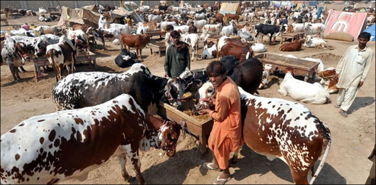 مویشی منڈیوں سے کورونا وائرس کے پھیلاؤ کا خطرہ، وزیراعلیٰ پنجاب نے بڑا حکم دے دیا