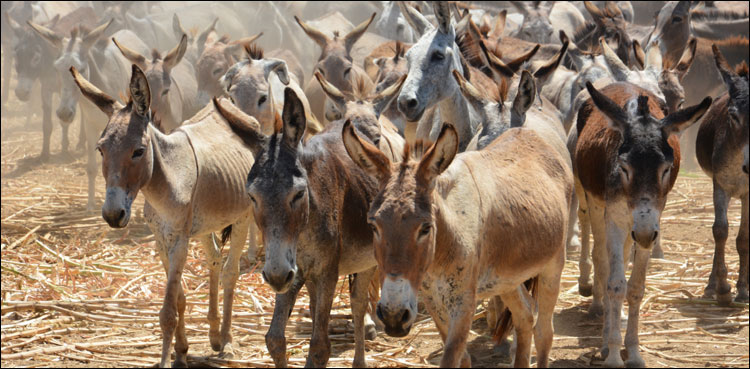 گدھوں کی تعداد