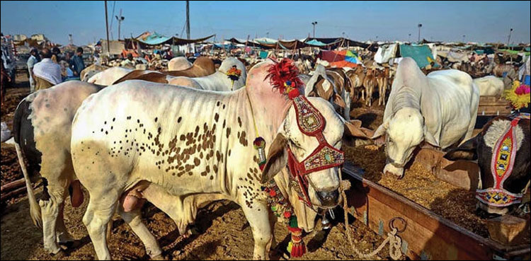 عیدالاضحیٰ پر مویشی منڈیوں کے حوالے سے ایس اوپیز جاری