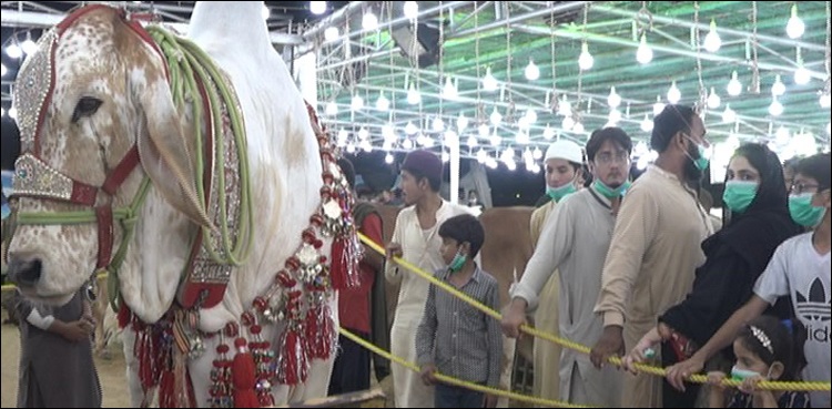 کراچی کی مویشی منڈی میں سوا کروڑ کے جانور نے سب کو حیران کر دیا