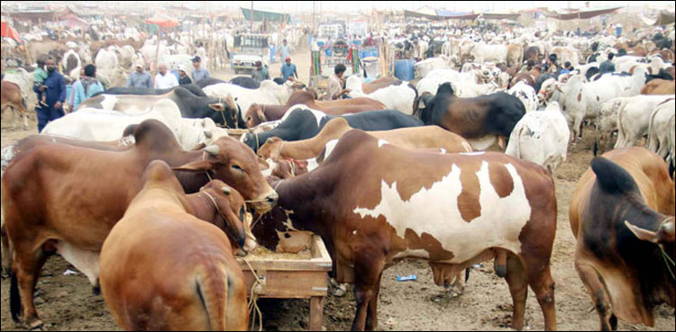 عیدالاضحیٰ پر کورونا کے بعد ایک اور وائرس پھیلنے کا خدشہ