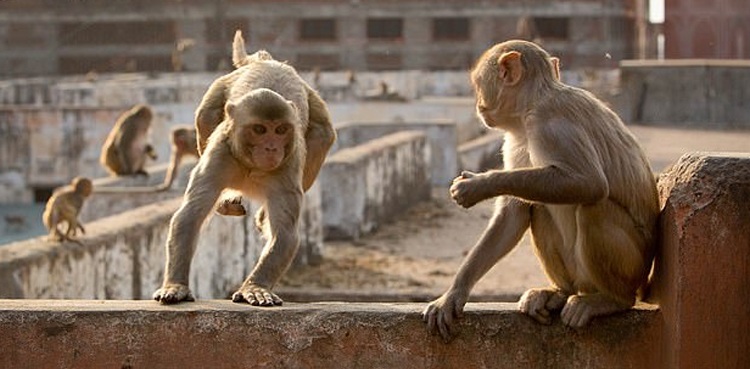 بندروں نے فارم پر حملہ کر دیا.. خوفناک اقدام