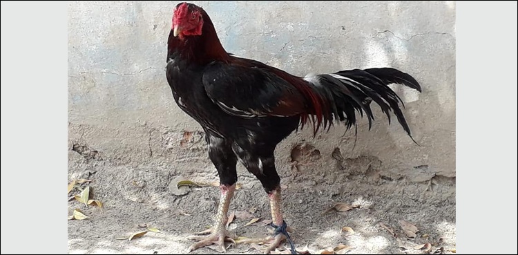 بد قسمت مرغا رہا نہ ہو سکا، عدالت میں پیشیاں جاری