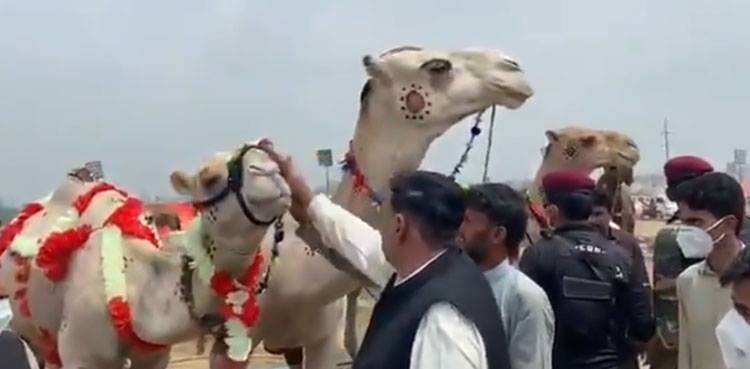 شیخ رشید نے قربانی کیلئے ساڑھے 3 لاکھ کے دو اونٹ خرید لئے