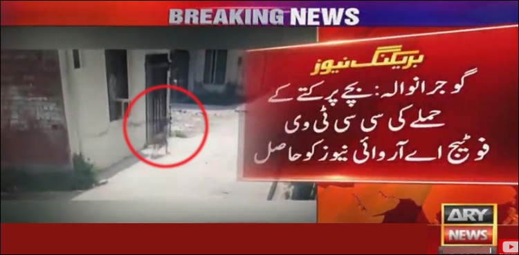 گھر کے باہر کھڑے 3 سالہ بچے کو کتے نے بھنبھوڑ ڈالا