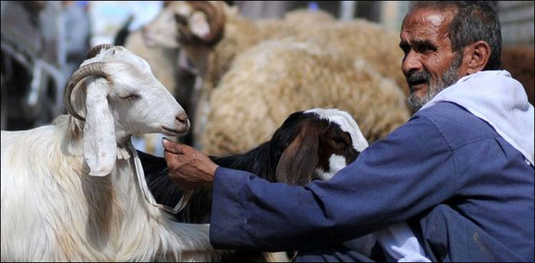 عید الاضحی  پر قربانی سے متعلق گائیڈ لائنز جاری