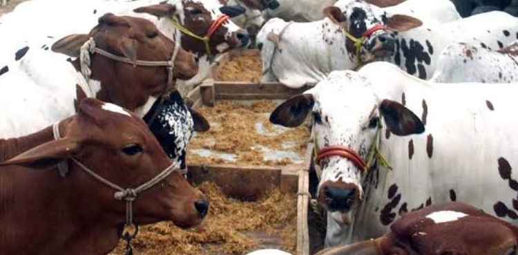 کراچی کے عوام نے مویشی منڈیوں سے متعلق اوقات کار کو مسترد کردیا