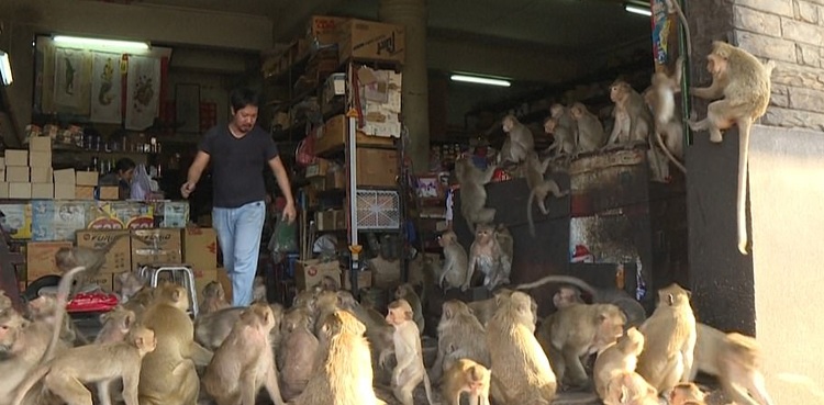 کروناوائرس: تڑپتے بندروں نے انسانوں پر حملے شروع کردیے