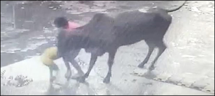 بھارت : بپھرے ہوئے بیل کا بچے پر حملہ، کمزور دل والے ویڈیو نہ دیکھیں