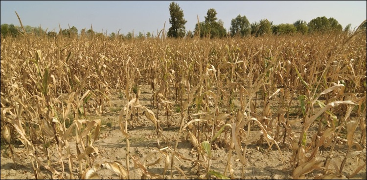سندھ حکومت  کا  زرعی قرض اور ٹیکس کے حوالے سے بڑ ا مطالبہ