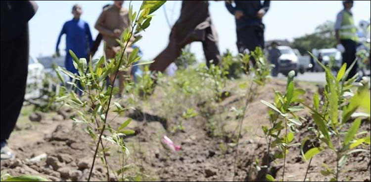 شجر کاری مہم ، خیبر پختونخواہ حکومت  کل 20 لاکھ پودے لگائے گی