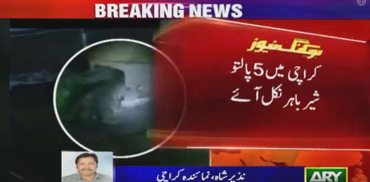 کراچی میں پالتو شیر باہر نکل آئے، شہری گھروں میں‌ محصور