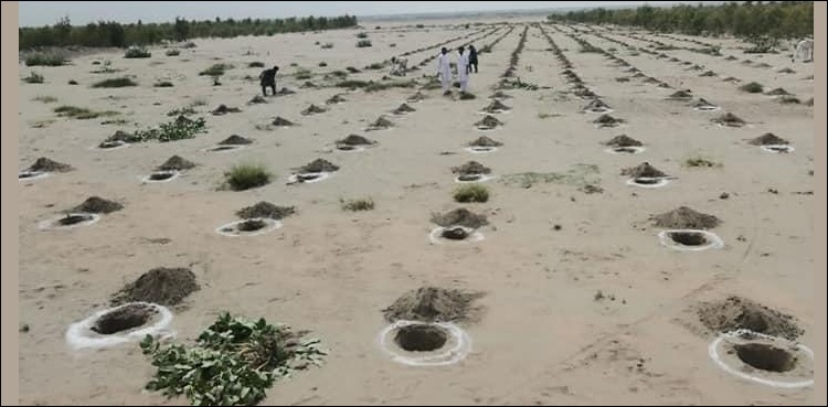ٹائیگر فورس ڈے، جدید ٹیکنالوجی کے ساتھ شجرکاری کا آغاز، گرین سیلفی ایپ کیسے کام کرے گا؟