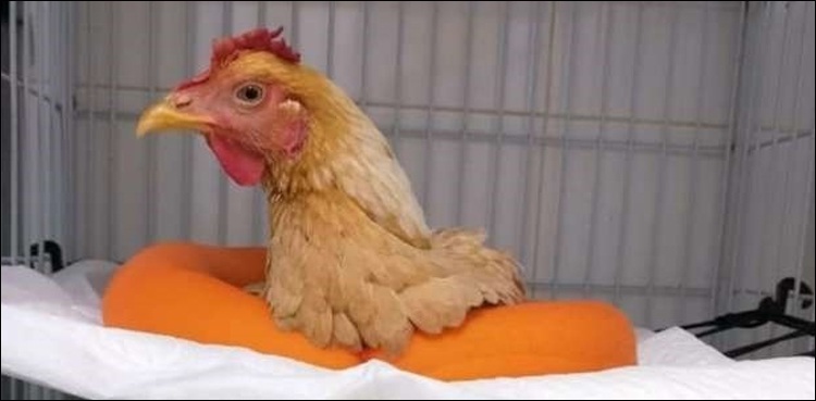 حادثے کی شکار مرغی کی ٹوٹی ٹانگوں کا کامیاب آپریشن
