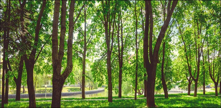 ماحولیاتی چیلنجز سے نمٹنے کیلئے پاکستان کی کوششیں دنیا کیلئے مثال بن گئیں