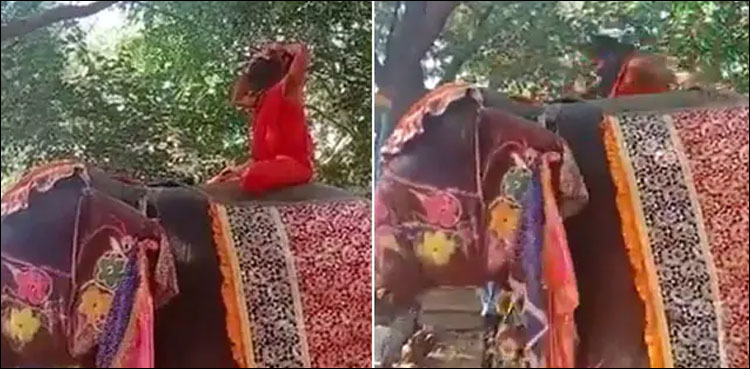 یوگا کے بھارتی گرو ہاتھی سے گر پڑے، ویڈیو وائرل