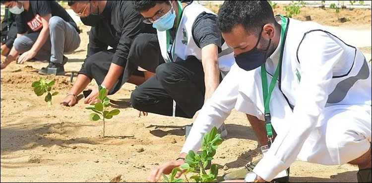 سعودی عرب کے مختلف شہروں میں شجر کاری مہم کا آغاز