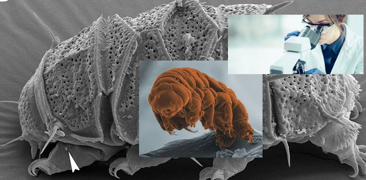 Tardigrade:‌ وہ جاندار جو روئے زمین پر ہولناک تباہی کے باوجود زندہ بچ سکتا ہے!