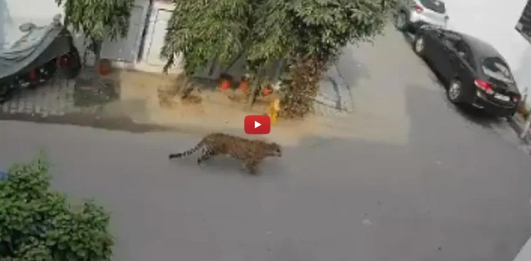 گلی میں پھرتے تیندوے نے لوگوں کو خوفزدہ کردیا، ویڈیو وائرل