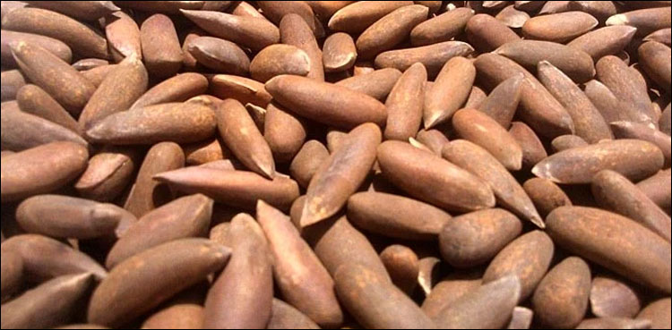 چلغوزے کا استعمال کئی بیماریوں سے بچاؤ کا ضامن