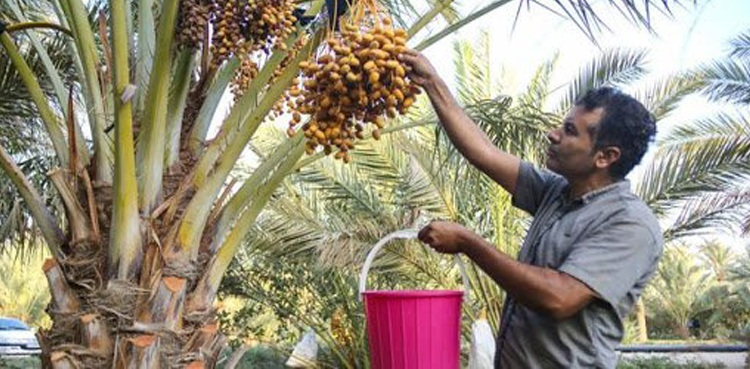 سعودی عرب