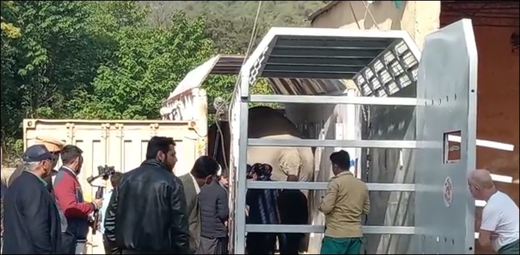 کاوان ہاتھی کو بے ہوش کر کے کمبوڈیا روانہ کیے جانے کی تیاریاں مکمل (ویڈیو دیکھیں)