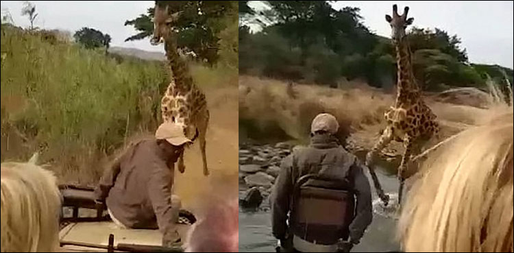 غصے سے بھرا زرافہ سیاحوں کی گاڑی کا پیچھا کرنے لگا