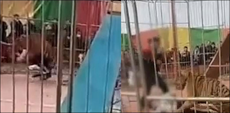 خونخوار ٹائیگر نے اپنے ٹرینر پر حملہ کردیا، دل دہلا دینے والی ویڈیو