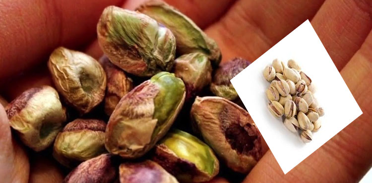 خوش ذائقہ پستے کے موسمِ سرما میں فوائد جانیے