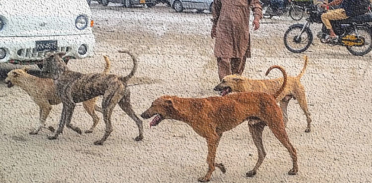 دیسی لوگوں کے کتّے