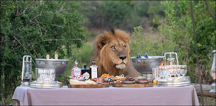 دعوت میں غیر متوقع طور پر شیر کی آمد