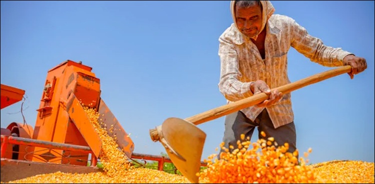 سعودی عرب: کیا زرعی مزدور گھریلو ملازم بن سکتا ہے؟