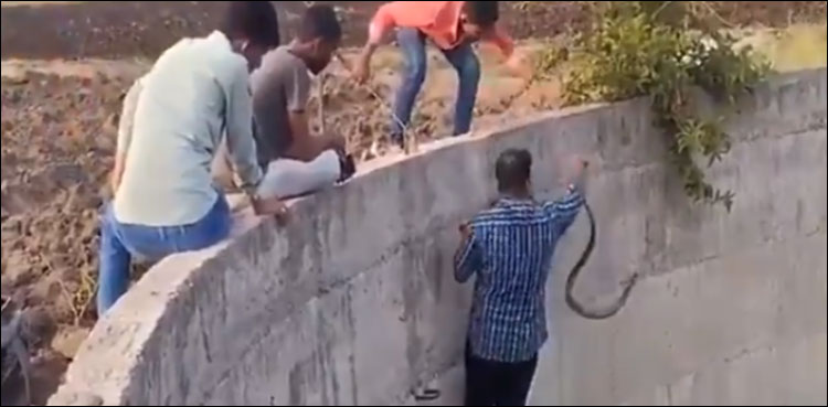 کوبرا سانپ کو بچانے کے لیے شہری نے پانی میں چھلانگ لگا دی
