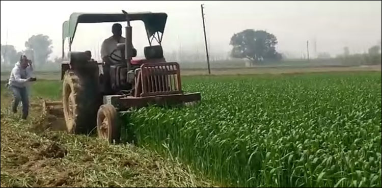 بھارتی کسانوں نے اپنی فصلیں تباہ کرنا شروع کردیں