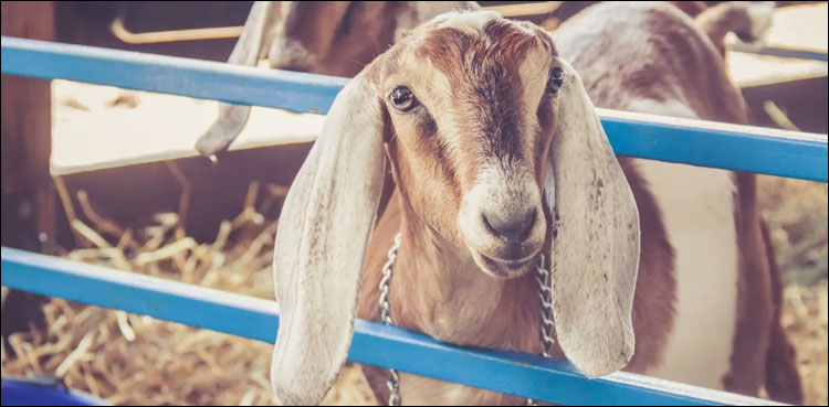 بکری بینک: اب قرض میں ملے گی بکری!