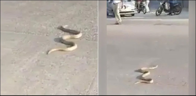 بھارت: کوبرا نے مصروف شاہراہ پر ٹریفک جام کرا دیا (ویڈیو)
