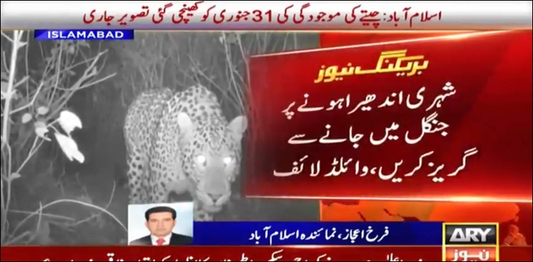 مارگلہ ہلز میں چیتے کی موجودگی کی تصویر جاری، جنگل جانے سے گریز کی ہدایت