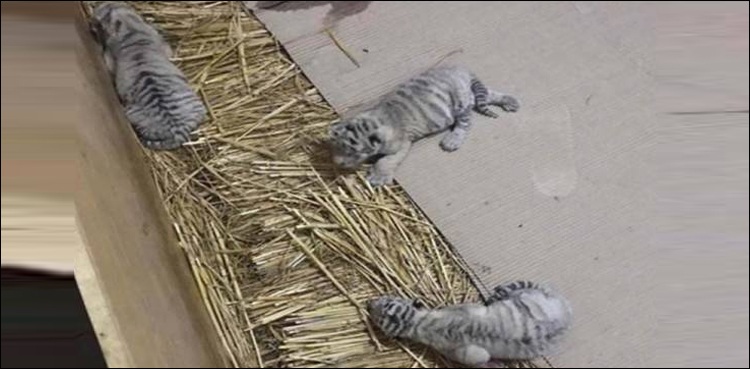 وائٹ ٹائیگر کے مرنے والے بچوں کی پوسٹ مارٹم رپورٹ آ گئی
