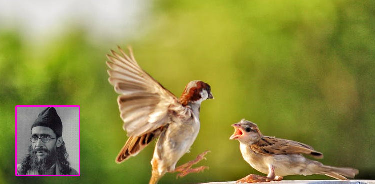 انڈے کی آدھی خدمت