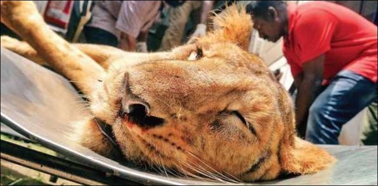 لا علاج بیماریوں میں مبتلا شیر اور شیرنی کو آسان موت دینے کا فیصلہ
