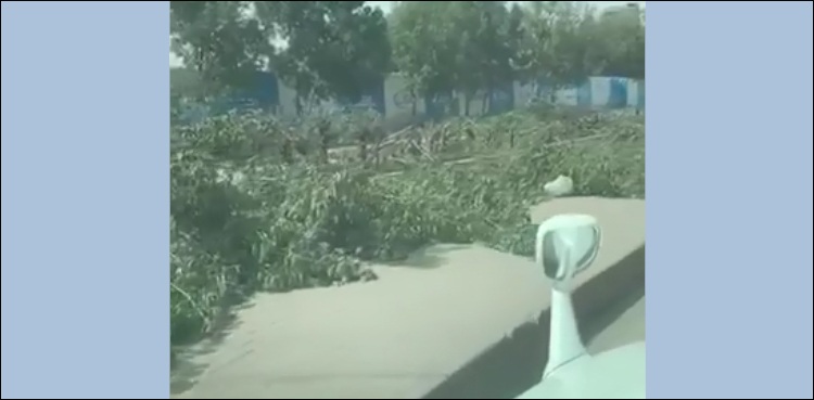 کلفٹن کراچی میں درخت کیوں کاٹے گئے، انتظامیہ لاعلم