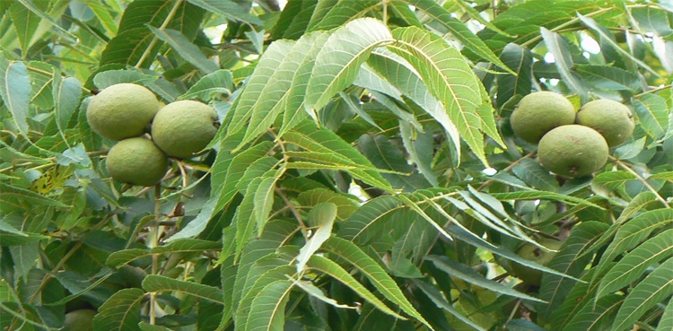 اخروٹ کی فارمنگ کیسے کی جائے ؟