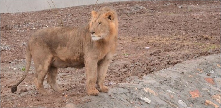 بٹگرام: شیر نے چرواہے کو کھا لیا